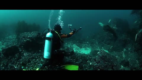 Diving Sea fun