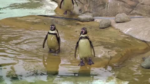 It's really a beautiful penguin bird of the most beautiful birds.