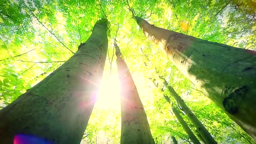 Beautiful Relaxing Music for Stress Relief ,Calming Music ,Meditation, Relaxation, Sleep, Spa