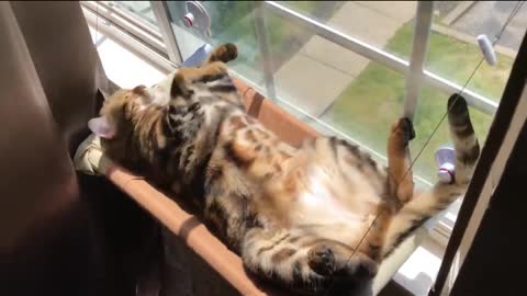 Funny cats, funny pet videos