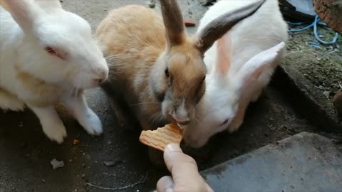 Feeding Bunnies