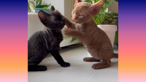 Most beautiful pairs playing