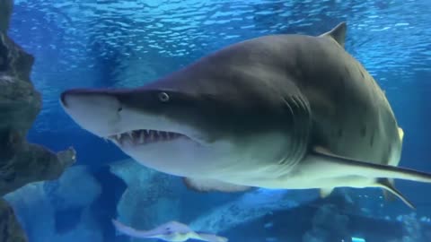 something about shark