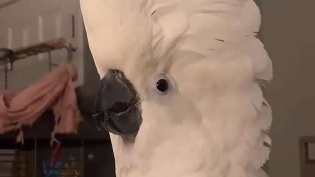 funny birds