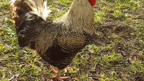 Backyard Chickens || Hens