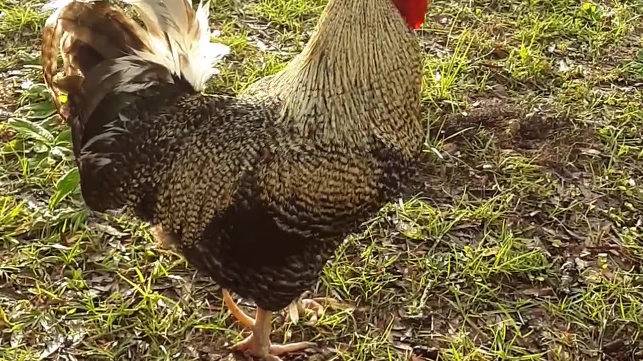 Backyard Chickens || Hens