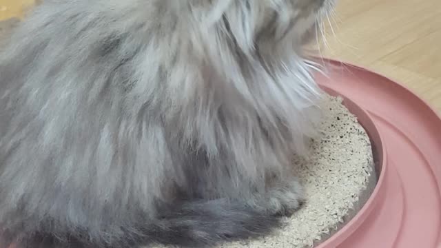 The big-eared cat meows and smile