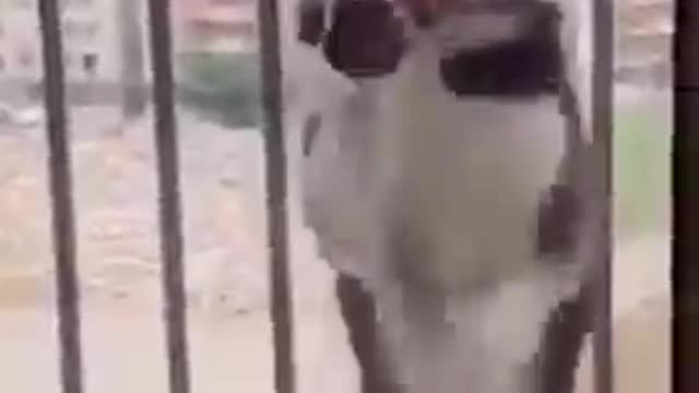 Top Funny Cute Dog Videos and TIKTOK Compilation #short