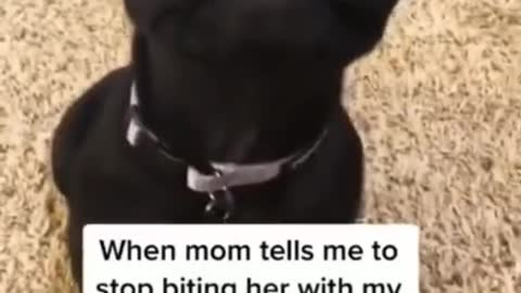 SOO CUTE - CUTE PUPPY !