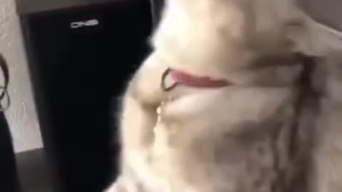 _ Best #funny Cute Cats #shorts Video🤣_ #trending #animals #reels