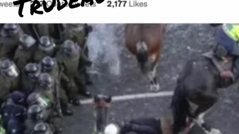 CANADIAN Police horses trampled over an old grandma