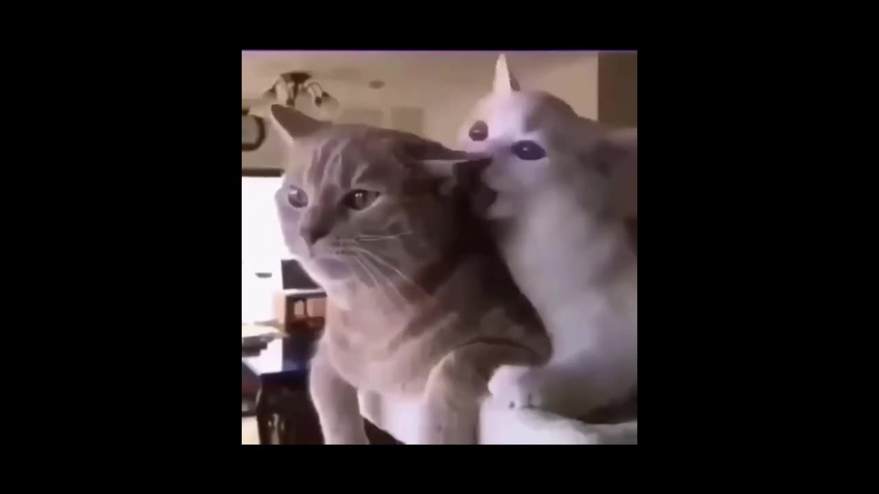 Cute and funny animals compilarion ☆ best funny video ☆ funny fail animals