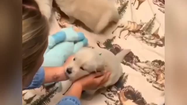 Funny dogs🐶🐶🐕//at home