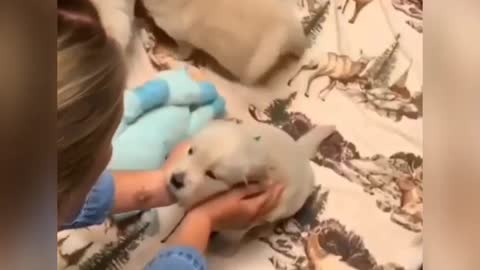 Funny dogs🐶🐶🐕//at home