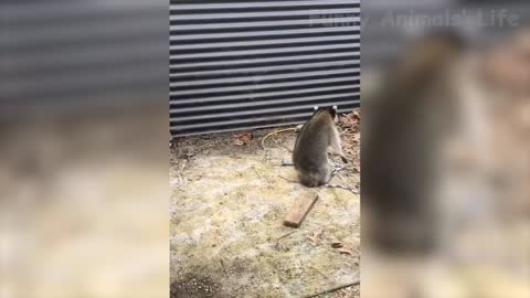 Best Funny Animal Video of 2022😃 - Funny Wild and farm Animal Videos