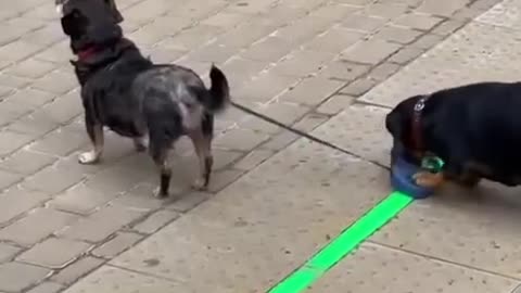 Walking my brother