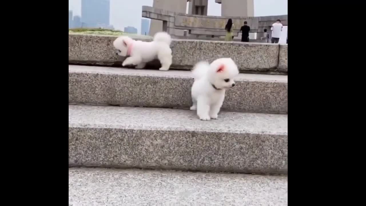 dog and cat videos funny videos cat,dog videos barking