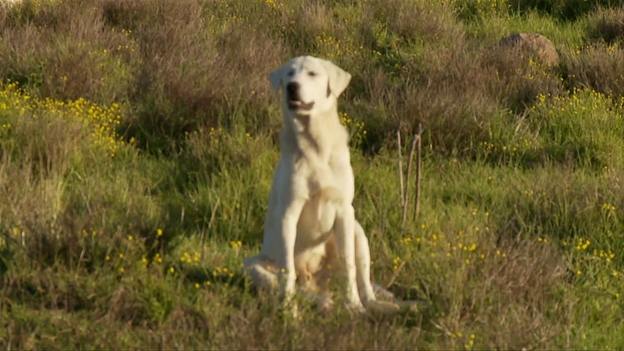 Dog Sitting On Hillside