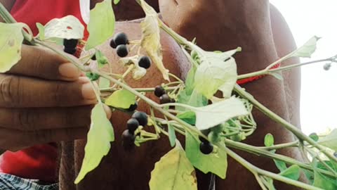 Natural fruits
