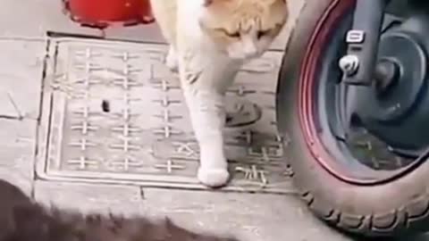 Cat funny videos try not to be laugh 🤣😂