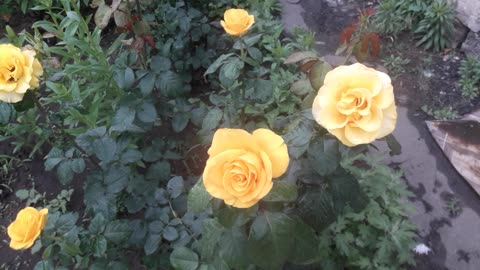 Tricky Rose