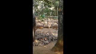 deers fighting
