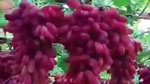 Beauti of nechar