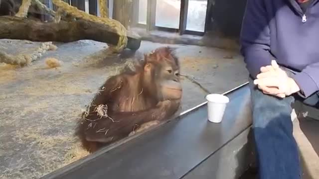Monkey 🐒