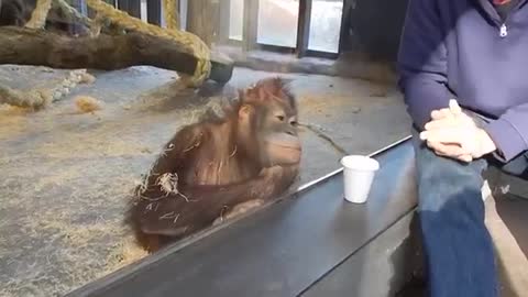 Monkey 🐒