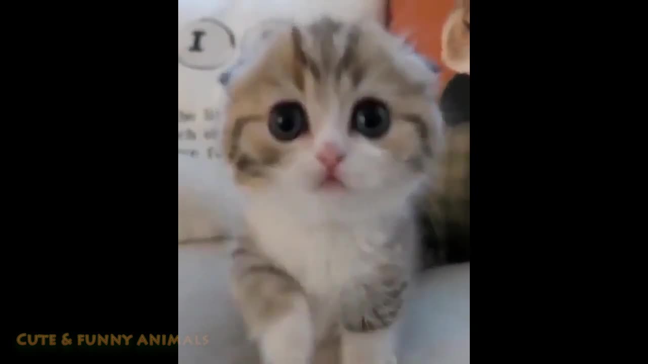 Cute animal babies 😍❤️