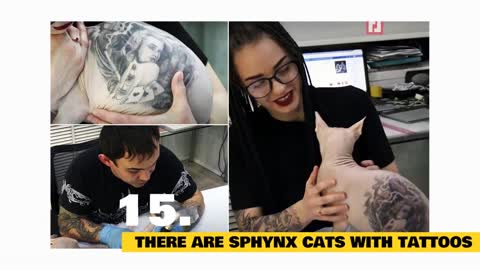 Sphynx Cats : Fun Facts