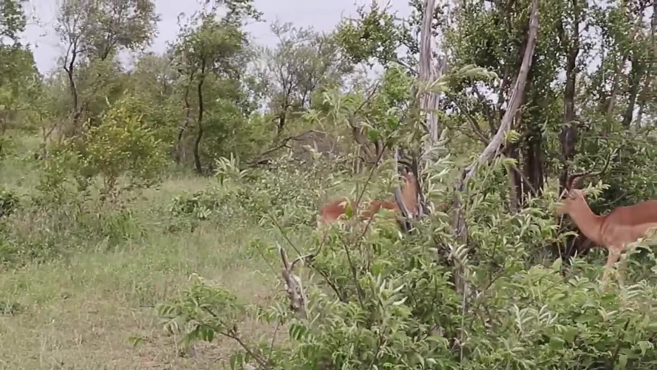 Impala Rams Fighting