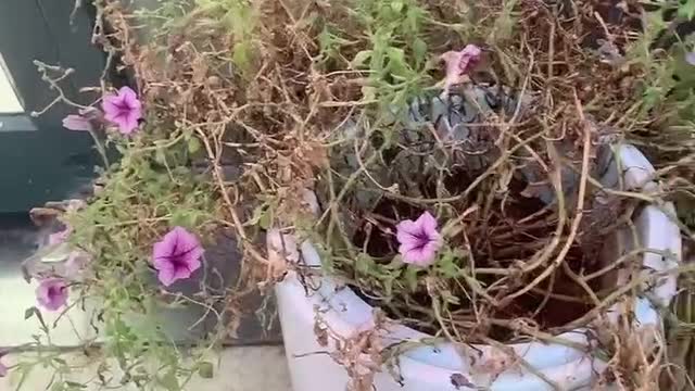 The flower branches in the flowerpot are all withered and the flowers are still blooming well