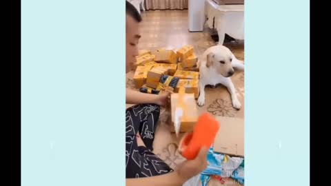 Intelligent Funny Dogs