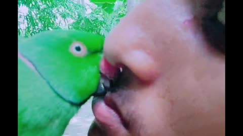 Parrot kiss. #birds_lover #Animal_lover