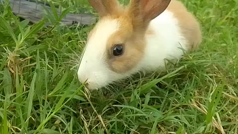 My beautiful Rabbit