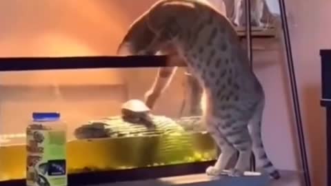 Evil funny cats ! Do naughty work