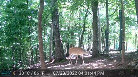 The Woods - 07/24/2022