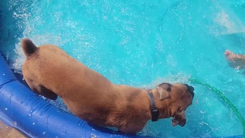 Bruno the Boxer Having a Blast