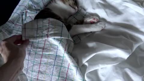 Cute Cat ASMR 3