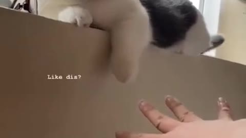 Funny cute pet càt