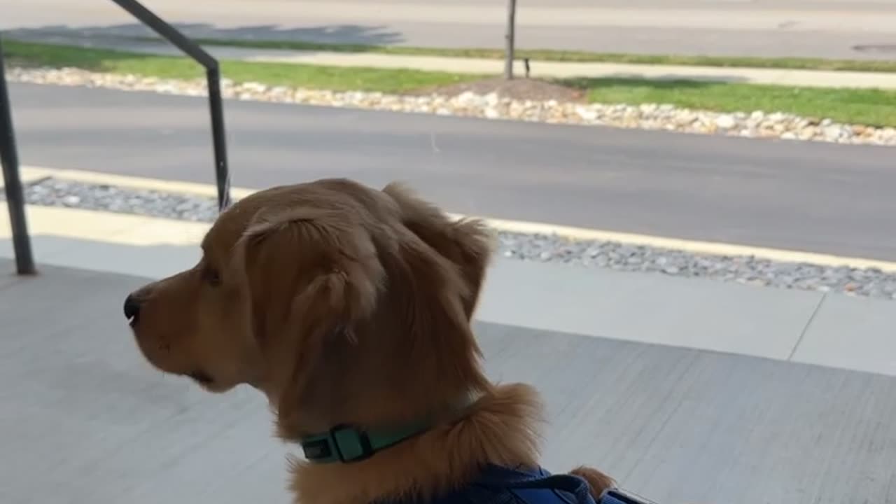 Golden Retriever Meets His Enemy at the Vet