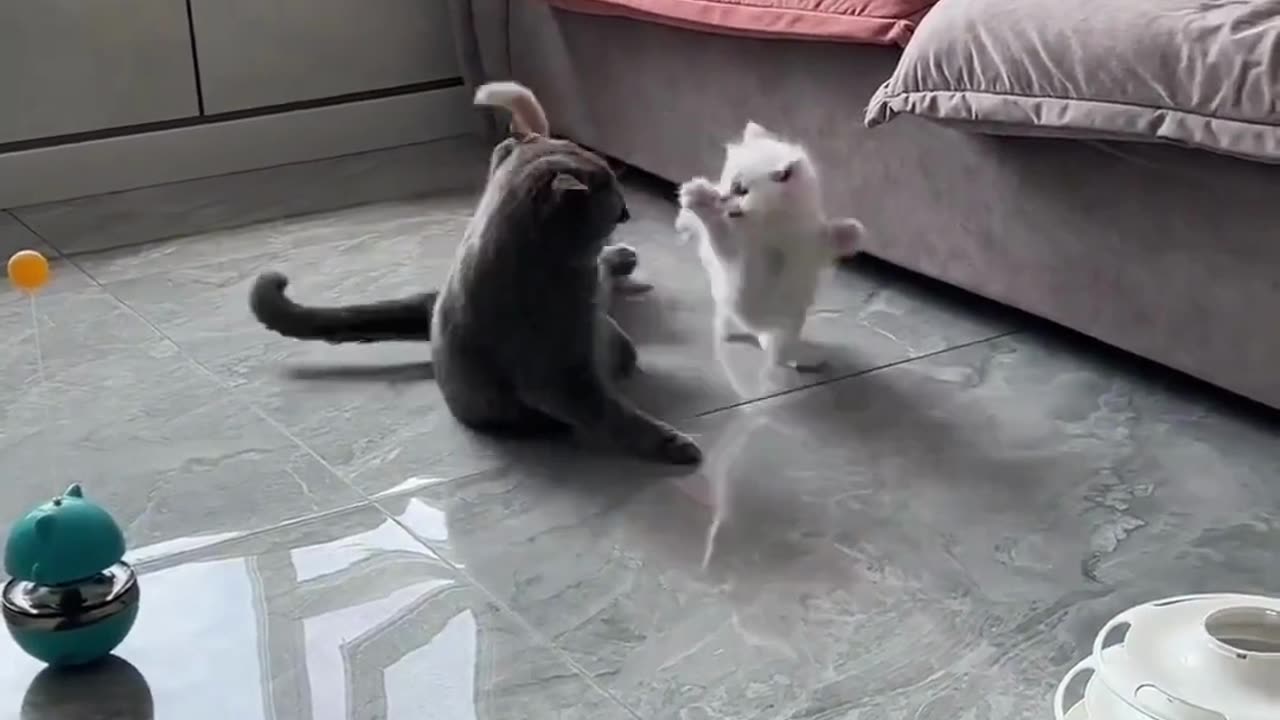 Cute Cats & Funny Cats 😍😍😅😅 #cats #reels #viral #pets #mmvcats