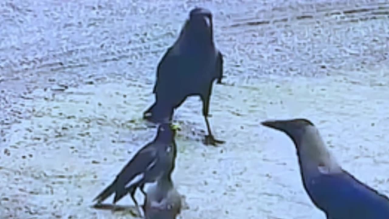Moms always protect her Children's ❤ 😥 😔 #youtubeshorts #shortvideo #eid #trendingonshorts #funny