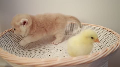 Funny cat with little chick video 😃😁😃😆🥰😃😆😃🥰😄😆😆
