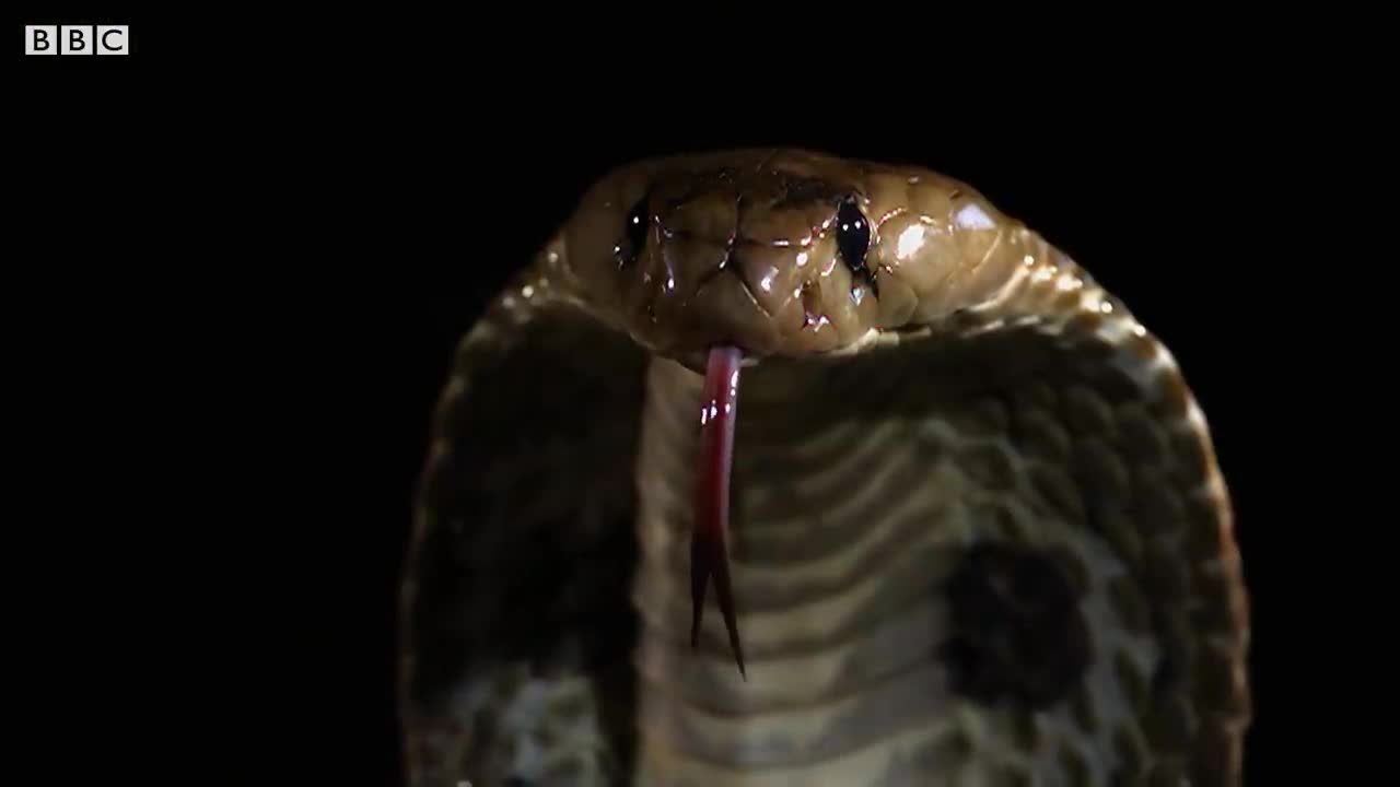 How different snakes attack