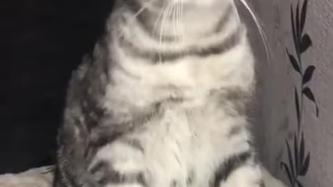 Best Funny Cats and Dogs Compilation ♥ Cute Baby Animals & Funny Pets #Shorts