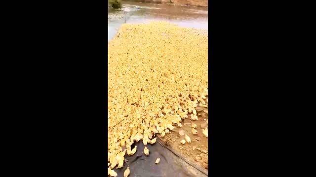 A large number of cheerful ducklings