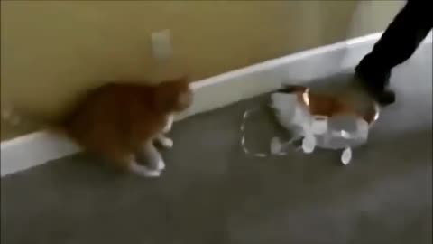 Funny and Cute Cats Videos #71 │ Gadis Sekarwangi