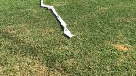 Black dog covered in toilet paper running in lawn in front of sprinkler